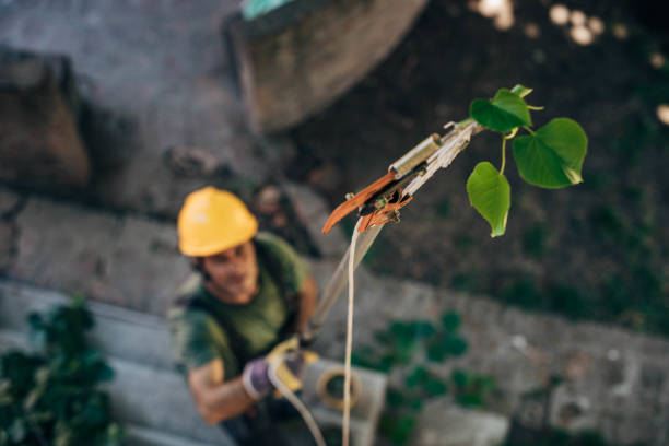 Best Commercial Tree Services  in Lookout Mountain, GA